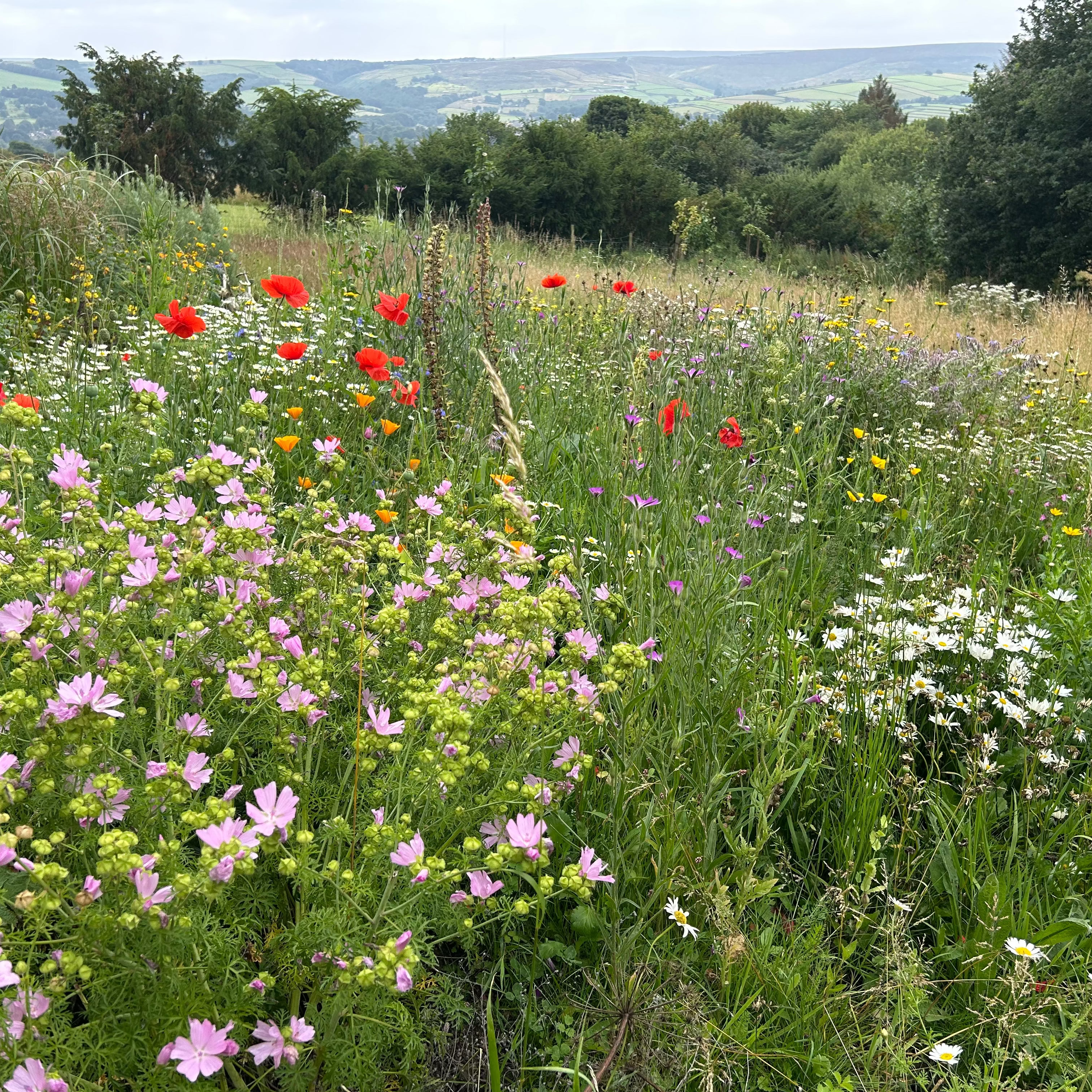Parent & Child Nature Walk & Bushcraft Session -
