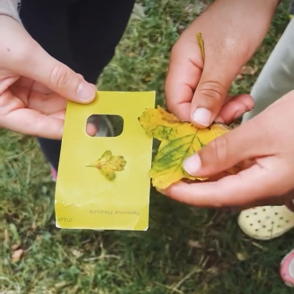 Parent & Child Nature Walk & Bushcraft Session -